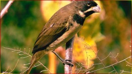 Coleirinha COLEIRINHA Som PADR�O Forte CL�SSICO Treino Perfeito Para Campe�es Aprenda R�pido #121