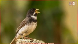 CANTO Coleirinha CAPRICHO 3.� Nota Com Resposta Perfeito ENCINAR Seus Filhotes #59