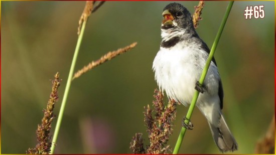 Canto De COLEIRO Tui Tui Cl�ssico 3� NOTA 4-4-6 TIMBRE De Voz GRAVE Som Profissional Perfeito!!! #65