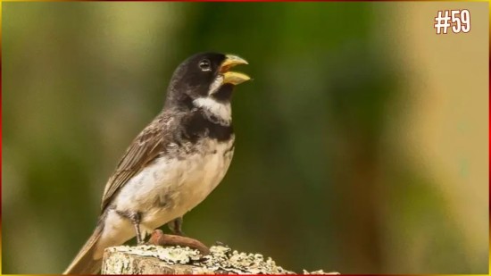 CANTO Coleirinha CAPRICHO 3.� Nota Com Resposta Perfeito ENCINAR Seus Filhotes #59