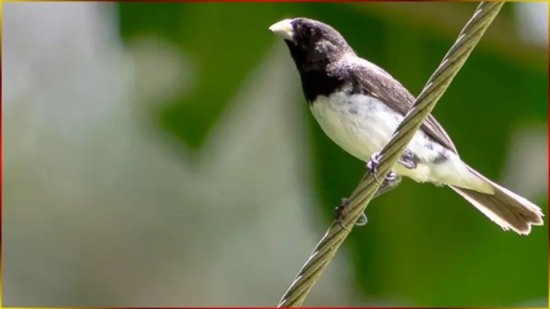 CANTO De COLEIRINHA Curto, R�pido Do BICO Neles ? LIL JONES Do BURITI 30x15SL! #111