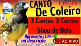 COLEIRO De Impacto! 3 CANTOS, 3 CORTES E Um Show De BOLA Para Encarte! #39