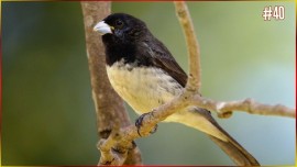 Melhor Canto Tui Tui MEIA Nota #42 p1