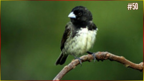 Canto De COLEIRO Tu� Tu� Para ENCINAR O Seu FILHOTE. Canto M�gico, Sensacional (1) #50