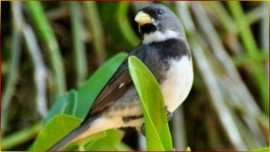 Coleiro Ouro Fino 15Mn 4-5-7 Escola Perfeita Pro Seu FILHOTE De COLEIRO Treino R�pido #215