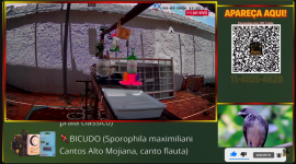 Divulgue Seu Criat�rio em Nosso Canal do YouTube Especializado em Curi�, Trinca-ferro e Coleirinha