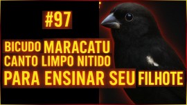 Bicudo Maracatu CANTO LimpO N�tido Para Ensinar Seu Filhote Com T�cnica & CUIDADO Aprimorado