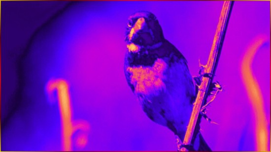 COLEIRINHA Para Seu FILHOTE ? LIMPO, N�TIDO, COLEIRO De GOLA TUI TUI FIBRA 15x5ar! #98