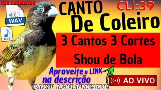 COLEIRO De Impacto! 3 CANTOS, 3 CORTES E Um Show De BOLA Para Encarte! #39