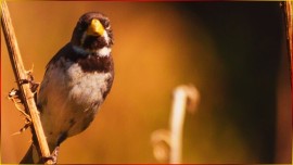 Para Seu FILHOTE Aprender ? COLEIRINHA TUI TUI, CANTO Curto, CANTO LIMPO, SHOW! #83