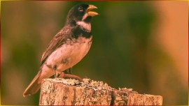 Coleira CAPRICHO 3� NOTA 5-6-12 E 8-Seg De Canto Para Canto 30x15 De SIL�NCIO #102