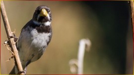 Canto Fibra Limpo Para Seu FILHOTE De Coleirinha Ficar R�pido Na Roda Som FORTE CL�SSICO PURO #2