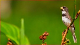 COLEIRO SEM LIMITES 50 Cantos Por Minuto Cantadas De Um CAMPE�O Em ALTA Qualidade Som PURO #13