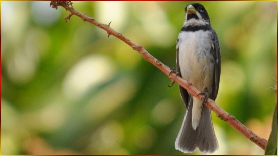 Para Ensinar Seu FILHOTE De COLEIRINHA ? 30x15SL, COLEIRO De FIBRA Em Encarte Livre! #116