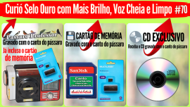 P�ssaro Professor- Curi� Selo Ouro com Mais Brilho, Voz Cheia e Limpo #70