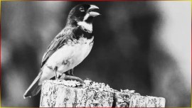 Coleirinha Canto Curto FIBRA Para Treino CANTO De Filhote LIMPO E Firme Na Roda #16