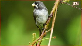 COLEIRO 3� Nota 5 ENTRADA 4 Meia 6 De TER�EIRA Som Padr�o Cl�ssico Limpo Treino Forte Campe�es!! #80