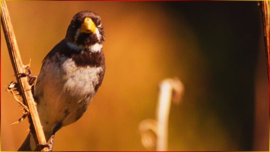 Para Seu FILHOTE Aprender ? COLEIRINHA TUI TUI, CANTO Curto, CANTO LIMPO, SHOW! #83