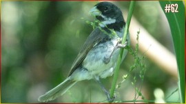 Encarte COLEIRO TUI TUI VELOZ KRIPTON 5PIALADOS Por Minuto Ritmo R�pido Incr�vel #62