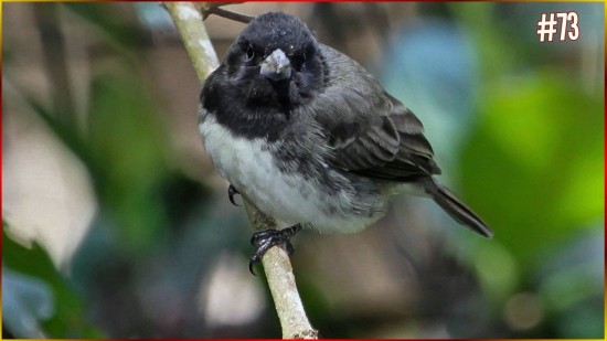 Coleiro De Gola TUI TUI FIBRA Perfeito Para ENCINAR Seu Filhote De COLEIRINHA Treino Total #73