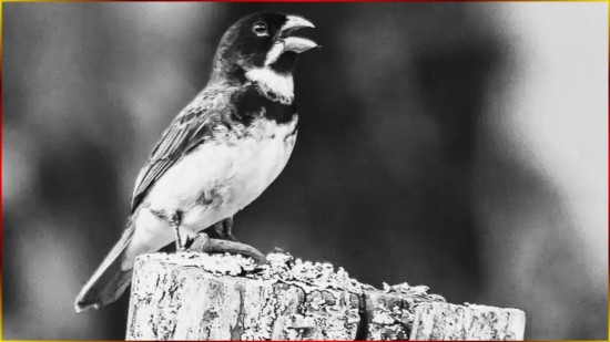 Para Seu FILHOTE ? COLEIRO CORTADOR De CANTO, �TIMO Encarte! #105